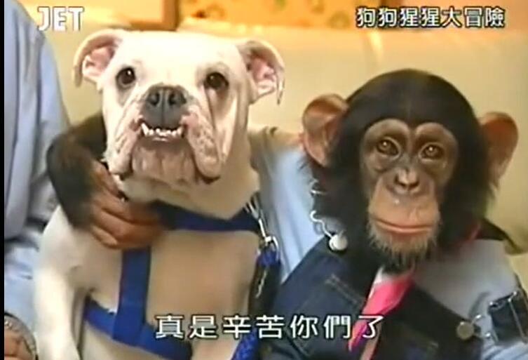 大胆挑战！《猩猩狗狗大冒险》第二季全集与动物世界互动大揭秘