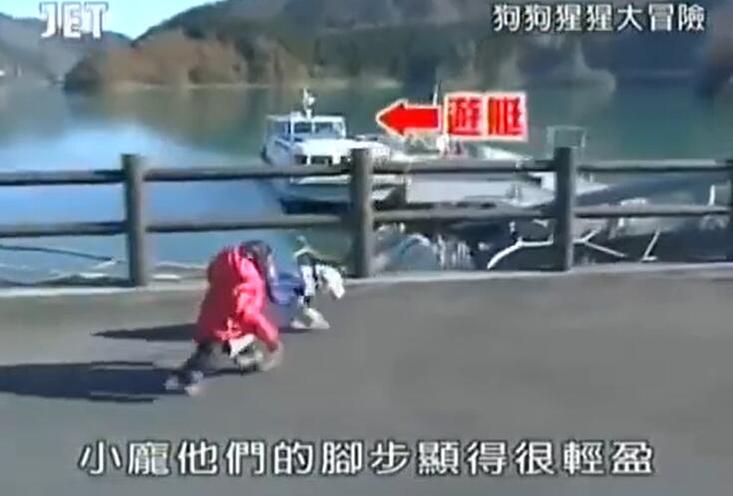 动物与人类文明融合，《猩猩狗狗大冒险》第一季超清，当好朋友的感觉